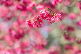 美丽的樱花樱桃开花黑暗粉红色的颜色春天