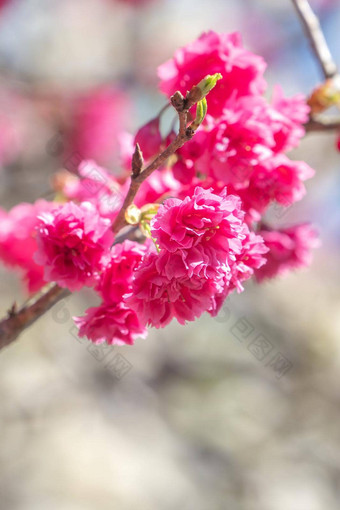 美丽的樱花樱桃开花黑暗粉红色的颜色春天