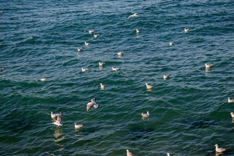 海鸥飞行海水域