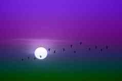 美丽的绿色紫色的紫罗兰色的日落轮廓鸟飞通过太阳模糊天空