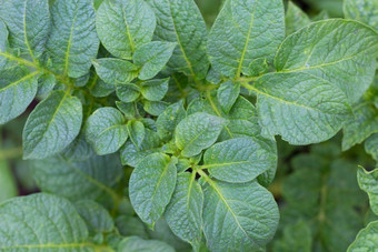 维斯塔土豆植物叶子