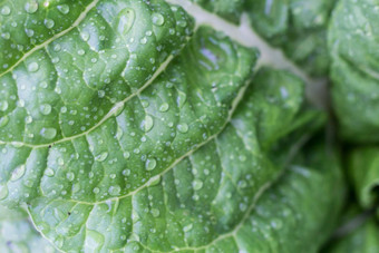 甜菜叶子湿雨滴有机花园春天