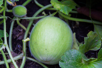种植园绿色西瓜有机花园