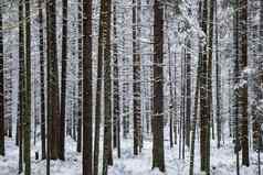 冬天树山丘树干树的角度来看树干落叶松森林摘要背景