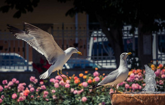 海鸥喷泉玫瑰花园