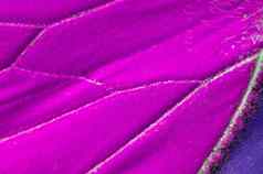 宏关闭紫色的蝴蝶翅膀纹理背景模式