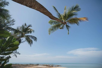 <strong>椰子棕榈</strong>树桑迪海滩蓝色的天空