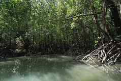 贪洛德小石窟洞穴红树林树丛林沼泽喘气俄罗斯湾泰国