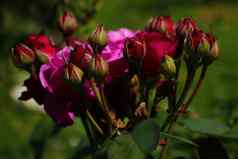 黑暗红色的玫瑰花朵春天公园