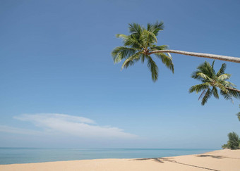 椰子棕榈树桑迪海滩蓝色的天空