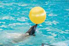 海豚玩池水黄色的球