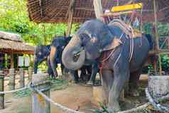大泰国大象旅游点支持骑