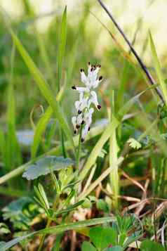 白色fumitory花烟粉虱officinalis