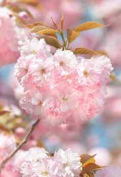 樱花开花了日本樱桃树