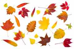 集合美丽的色彩斑斓的秋天叶子孤立的白色背景