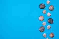 海纸背景蓝色的颜色贝壳自然贝壳前视图模拟