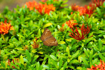 明亮的多汁的图片热带蝴蝶收集花蜜花花园迷人地慢翼皮瓣