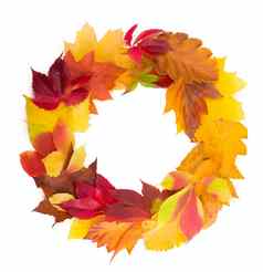 秋天花环干彩色的叶子罗文浆果孤立的白色背景平躺