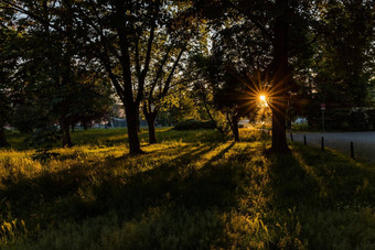 美丽的闪亮的太阳树公园突出字段高草