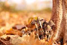 有毒的蘑菇集团成长秋天叶子树