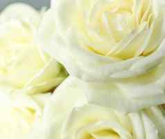 美丽的新鲜的白色玫瑰背景特写镜头