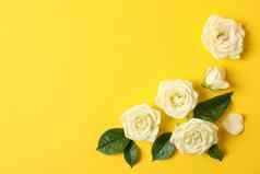 美丽的白色玫瑰黄色的背景空间文本