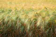 小麦场农业场品种小麦