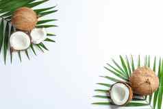 椰子棕榈分支白色背景