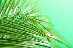 美丽的棕榈叶子颜色背景特写镜头空间文本异国情调的植物