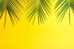 美丽的棕榈叶子颜色背景前视图空间文本异国情调的植物