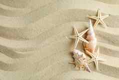 清晰的海沙子贝壳海星类空间文本夏天假期背景
