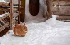 美丽的毛茸茸的红色的兔子冬天农场
