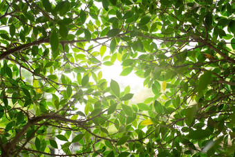 特写镜头自然视图绿色叶梁阳光自然绿色植物景观生态新鲜的壁纸概念