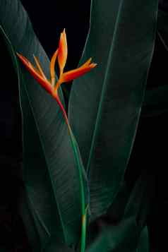 异国情调的花黑暗绿色热带树叶自然背景