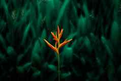 橙色热带异国情调的花盛开的郁郁葱葱的叶黑暗绿色自然背景