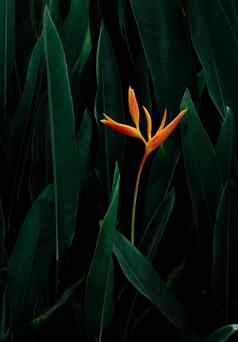异国情调的花黑暗绿色热带树叶自然背景