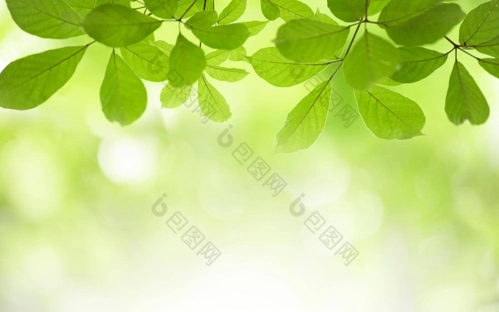 特写镜头自然视图绿色叶模糊绿色植物背景花园复制空间背景自然绿色植物景观生态新鲜的壁纸概念