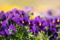 开花三色紫罗兰花