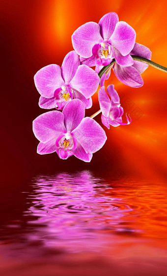 粉红色的兰花水反射