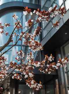 白色花树城市