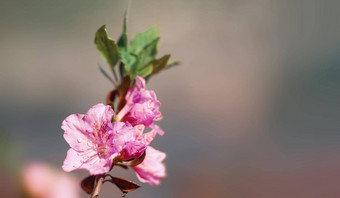 杜鹃花花