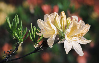 杜鹃花花