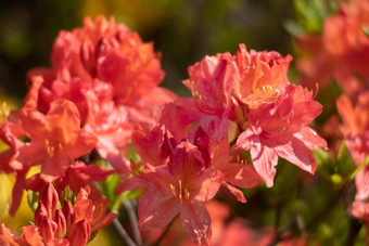 杜鹃花花