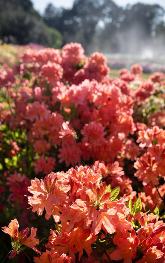 杜鹃植物布鲁姆