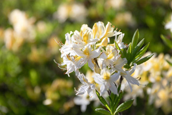 黄色的花杜鹃花