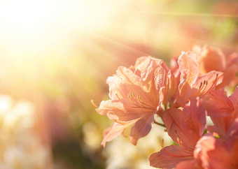 布什精致的橙色花<strong>杜鹃花</strong>