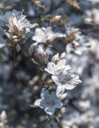 白色花杜鹃花