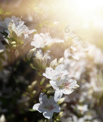 白色花杜鹃花