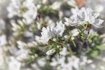 白色花杜鹃花