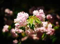 日本樱桃树花朵